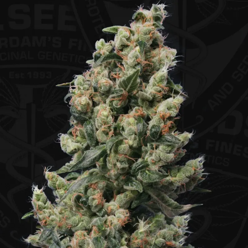 KUSHAGE T.H. SEEDS REG