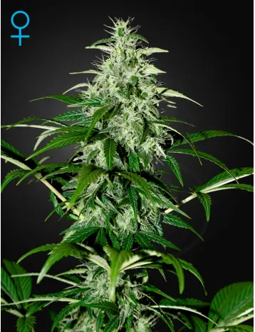 KALASHNIKOVA AUTO GREEN HOUSE SEED