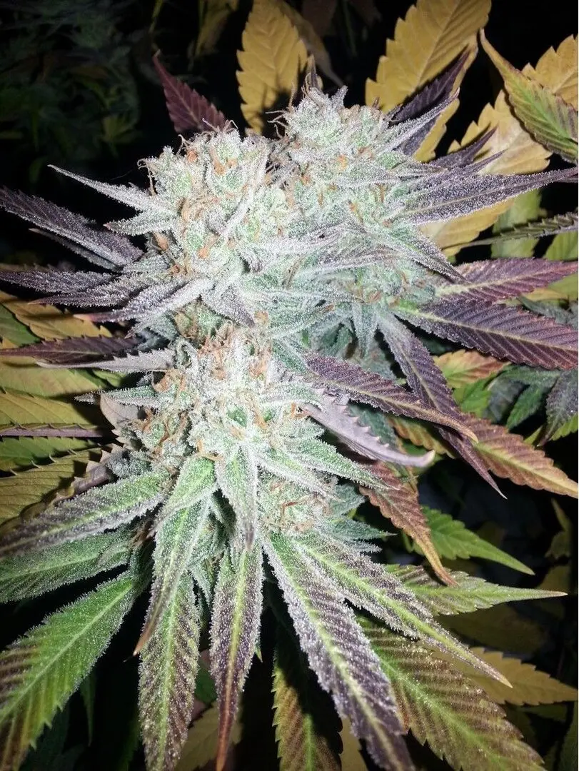 KINDER KUSH GURU PLANT GENETIK FEM