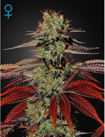 KING’S KUSH AUTO GREEN HOUSE SEED