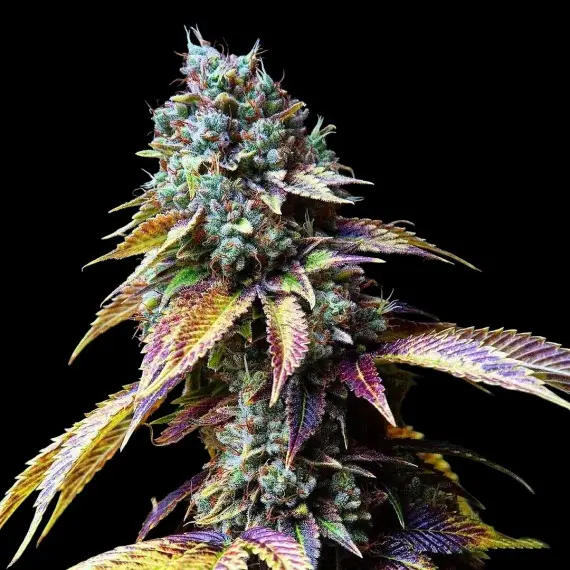 L.A. CONFIDENTIAL RESERVA PRIVADA DNA GENETICS FEM