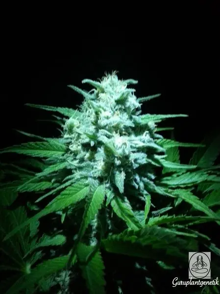 LADY MINT GURU PLANT GENETIK FEM