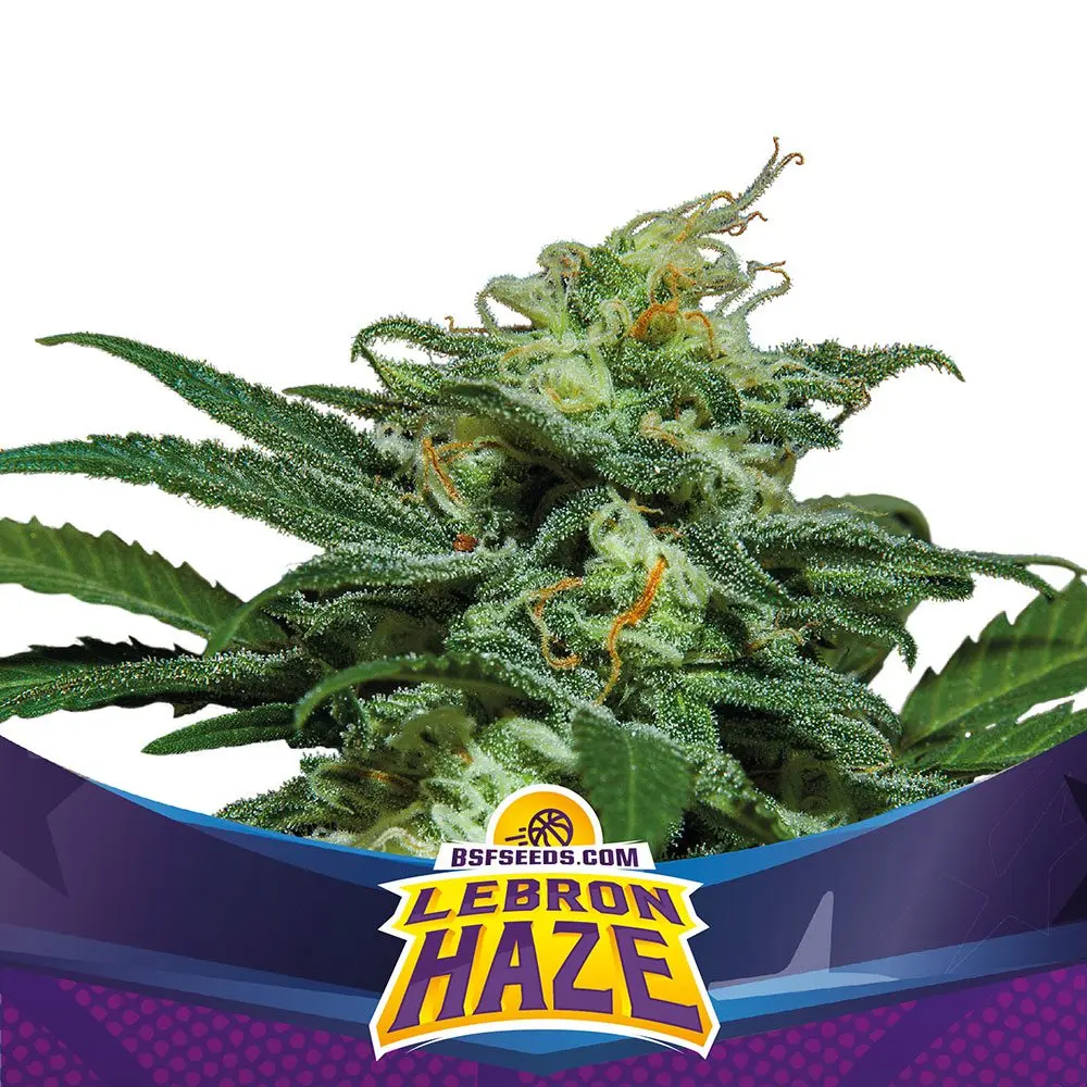 LEBRON HAZE XXL AUTO BSF SEEDS