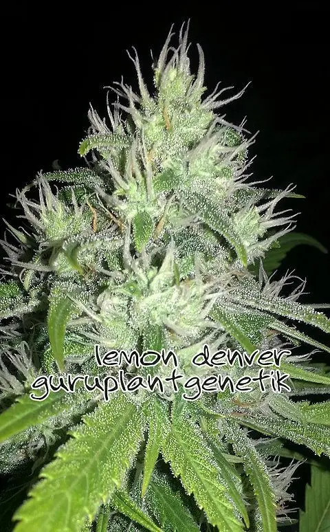 LEMON DENVER GURU PLANT GENETIK FEM