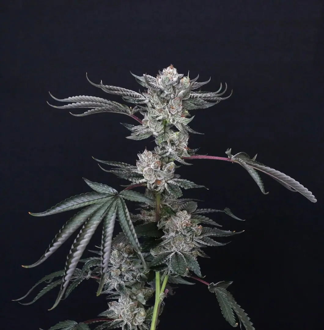 LUXAR-DOS PARADISE SEEDS FEM