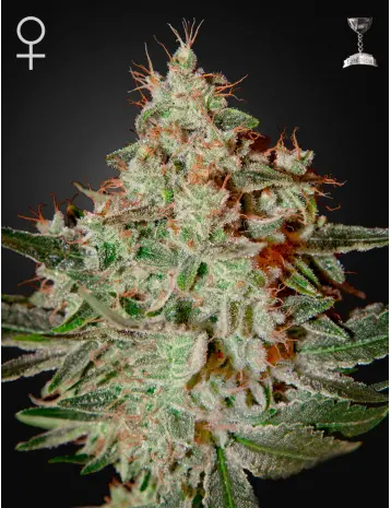 LEMON SKUNK GREEN HOUSE SEED FEM