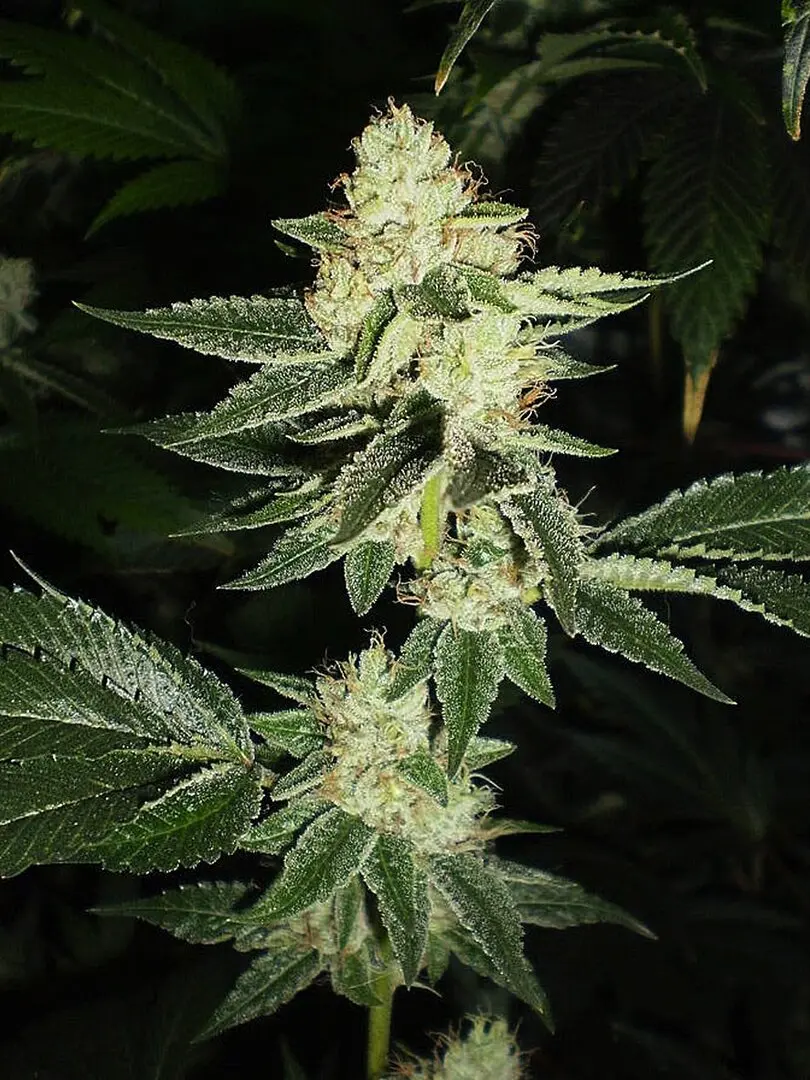 LOUIS XIII OG THE CALI CONNECTION FEM