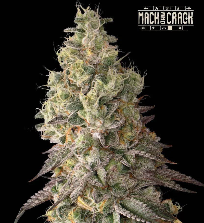 MACK AND CRACK AUTO SEEDSTOCKERS SUPERIOR