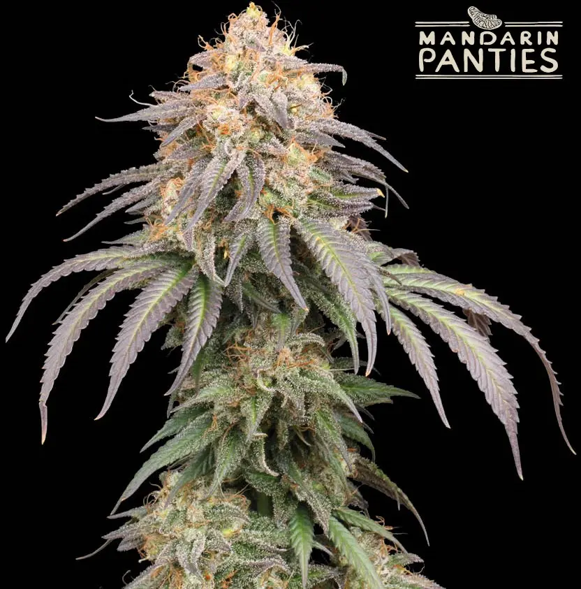 MANDARIN PANTIES AUTO SEEDSTOCKERS SUPERIOR