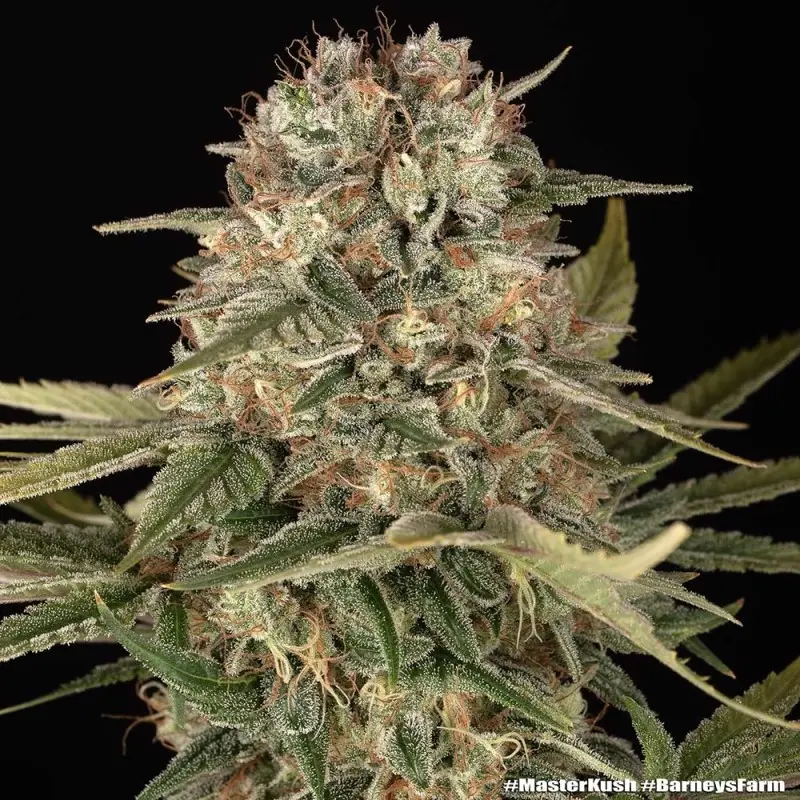 MASTER KUSH BARNEY'S FARM REG