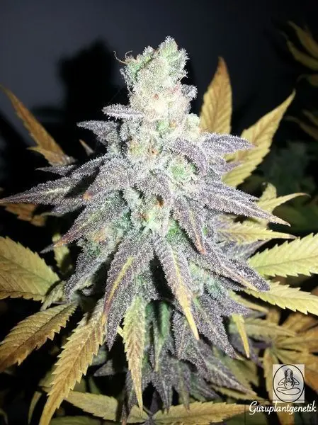 MONTANA CHEM DOG GURU PLANT GENETIK FEM