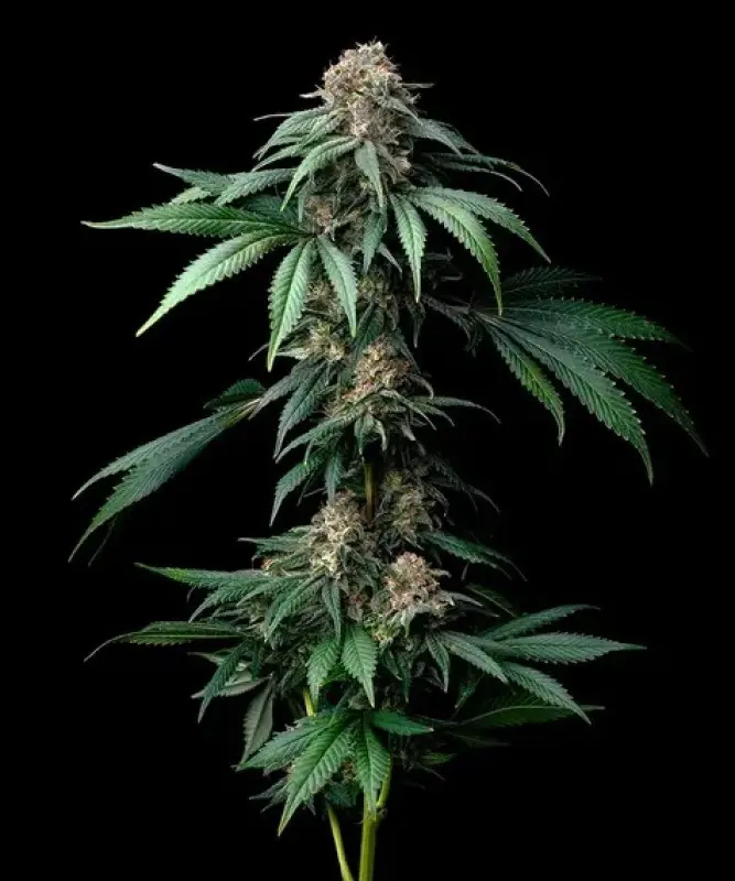 MENDO BREATH BARNEY'S FARM FEM