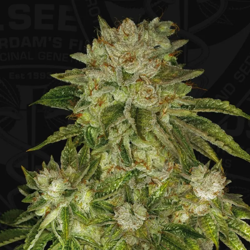 MK ULTRA T.H. SEEDS REG