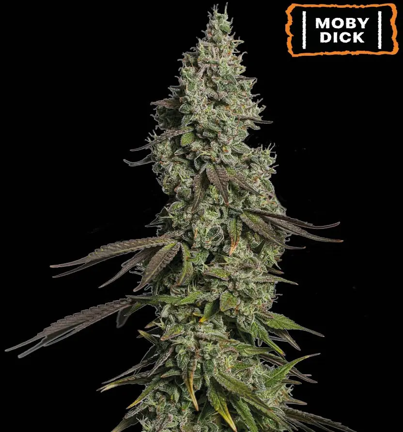 MOBY DICK AUTO SEEDSTOCKERS