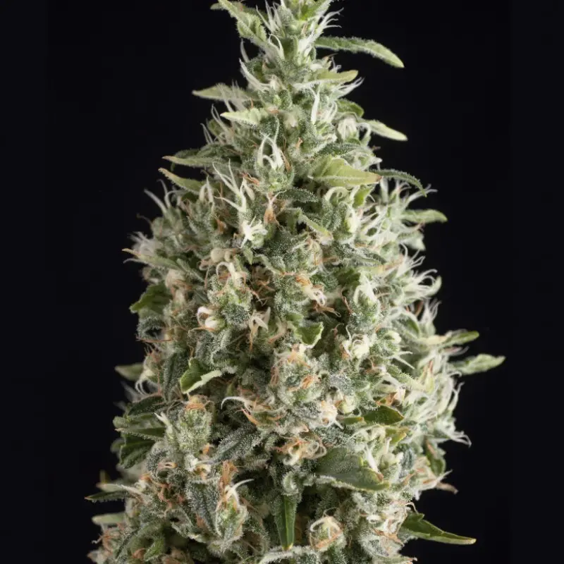 MALQUERIDA TRIKOMA SEEDS FEM