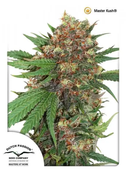 MASTER KUSH DUTCH PASSION FEM