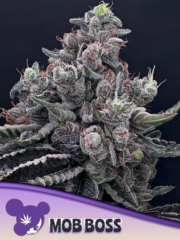 MOB BOSS ANESIA SEEDS