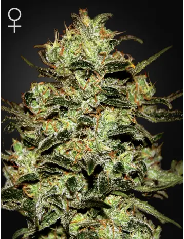 MOBY DICK GREEN HOUSE SEED FEM