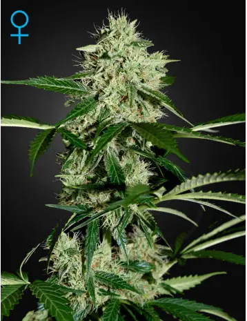 NORTHERN LIGHT AUTO GREEN HOUSE SEED