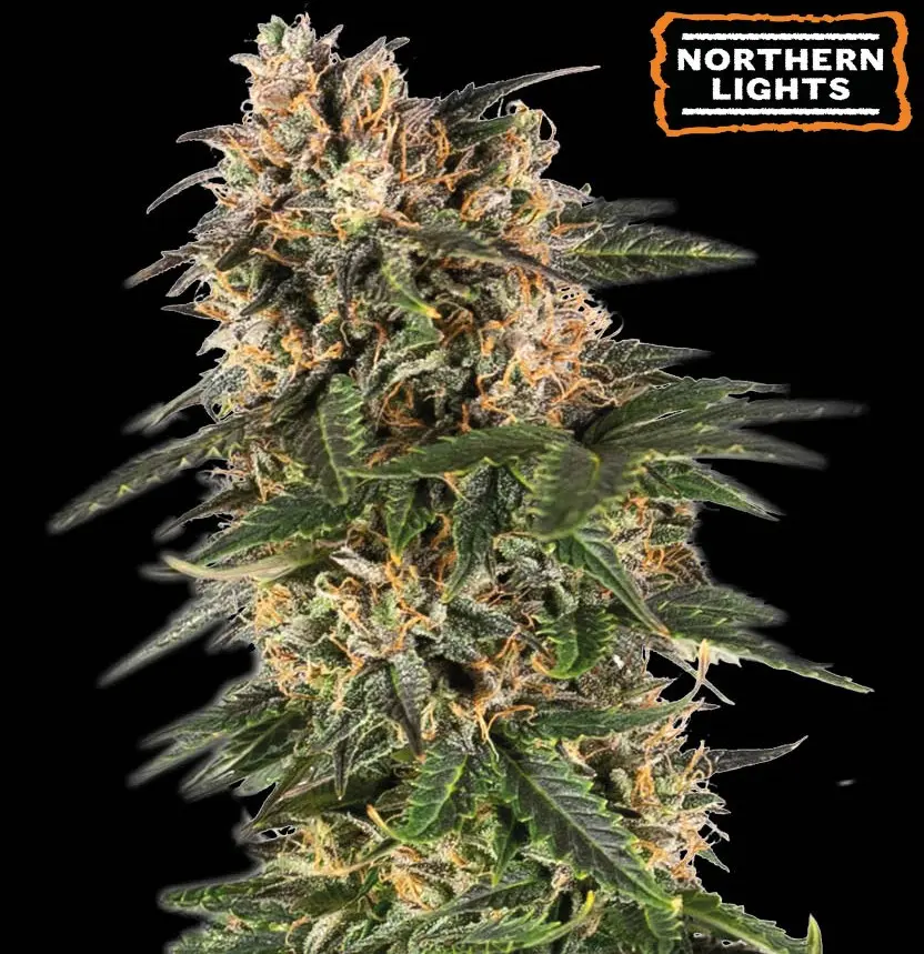 NORTHERN LIGHTS AUTO SEEDSTOCKERS