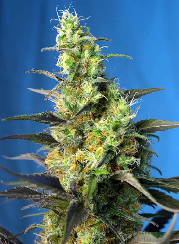 NYC DIESEL CBD® SWEET SEEDS