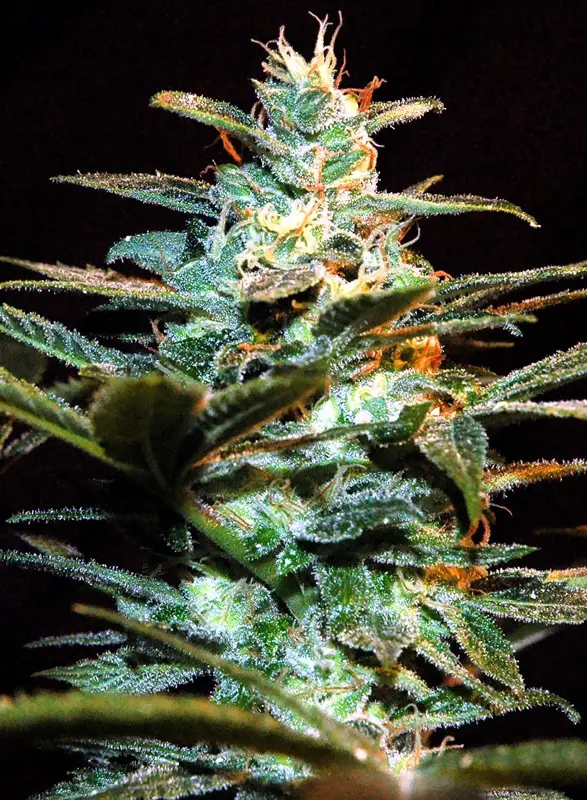 NYC DIESEL® SWEET SEEDS FEM