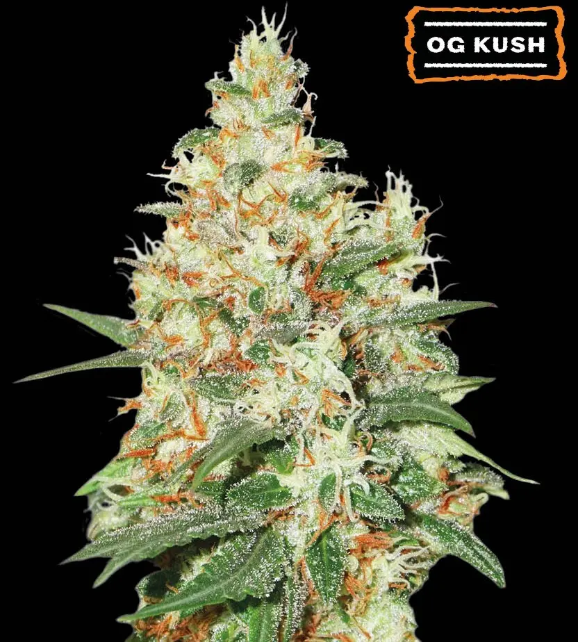 O.G KUSH AUTO SEEDSTOCKERS