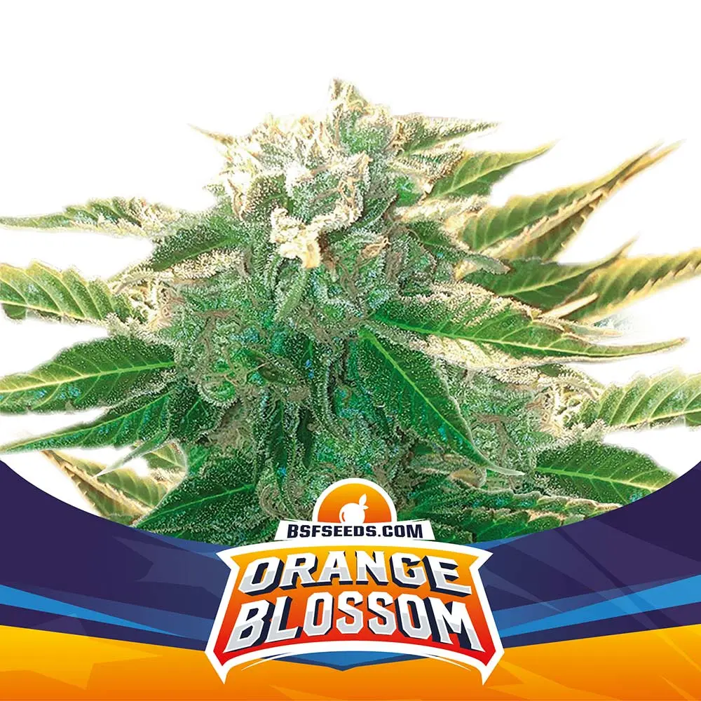 ORANGE BLOSSOM XXL AUTO BSF SEEDS