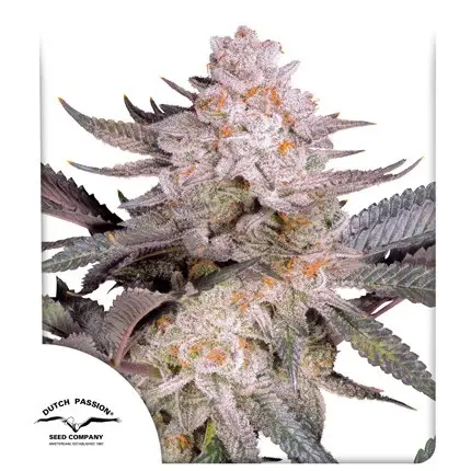 ORANGE BUD 2.0 DUTCH PASSION FEM