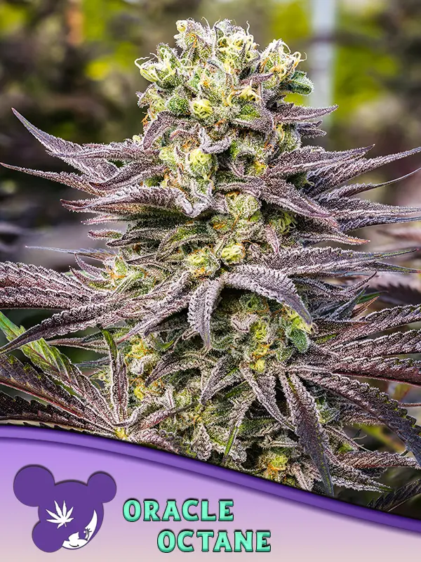 ORACLE OCTANE ANESIA SEEDS