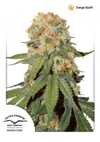 BLUEBERRY ® DUTCH PASSION REG