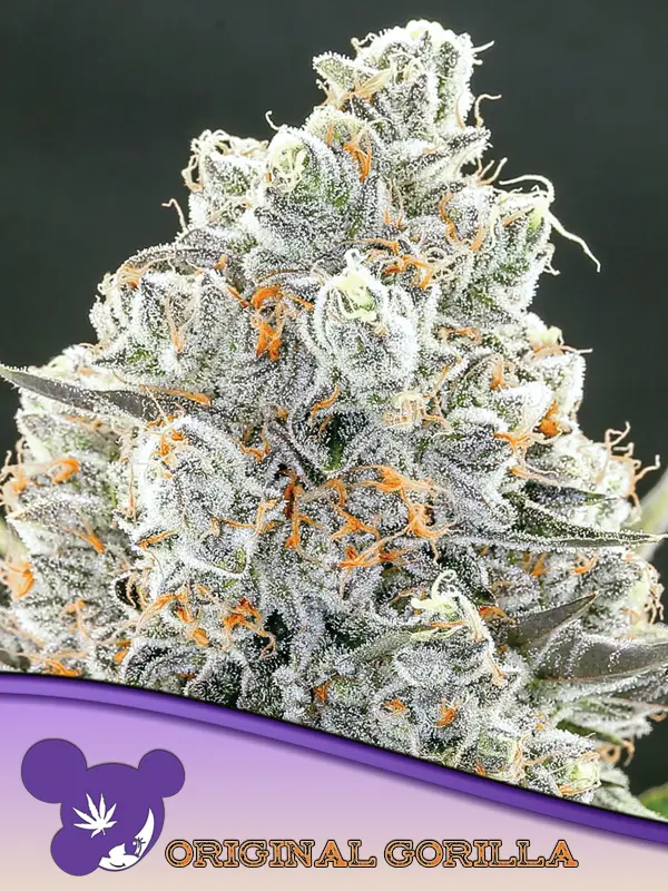 ORIGINAL GORILLA #4 ANESIA SEEDS