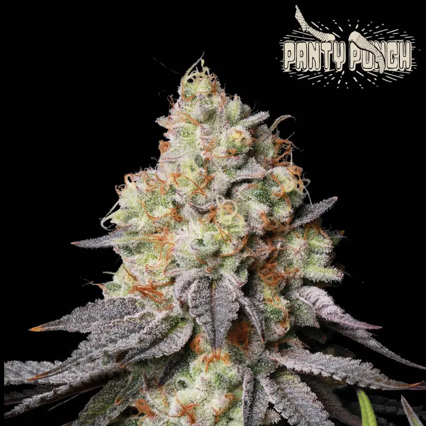 PANTY PUNCH AUTO SEEDSTOCKERS SUPERIOR