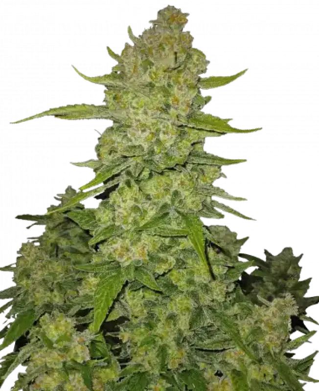 PAPAYA COOKIES AUTO™  FAST BUDS