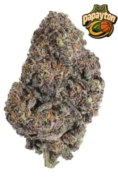 PAPAYTON FAST BUDS FEM