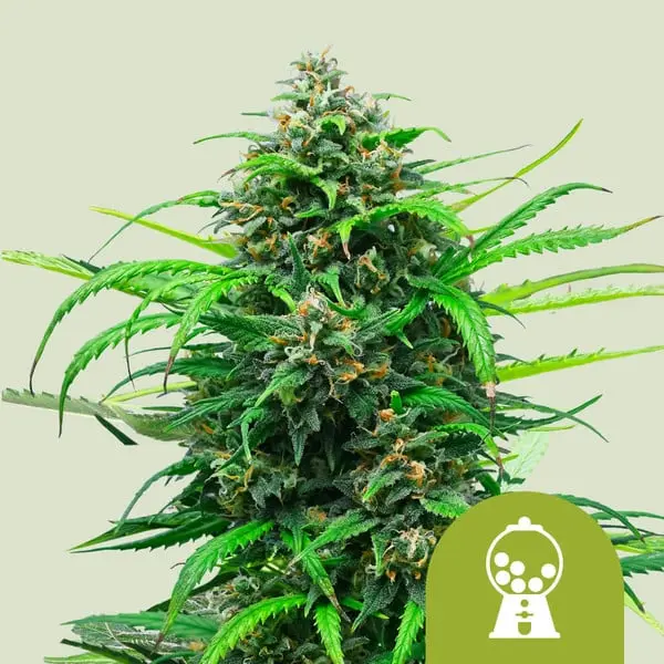 PINK RUNTZ AUTO ROYAL QUEEN SEEDS