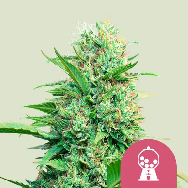 PINK RUNTZ ROYAL QUEEN SEEDS