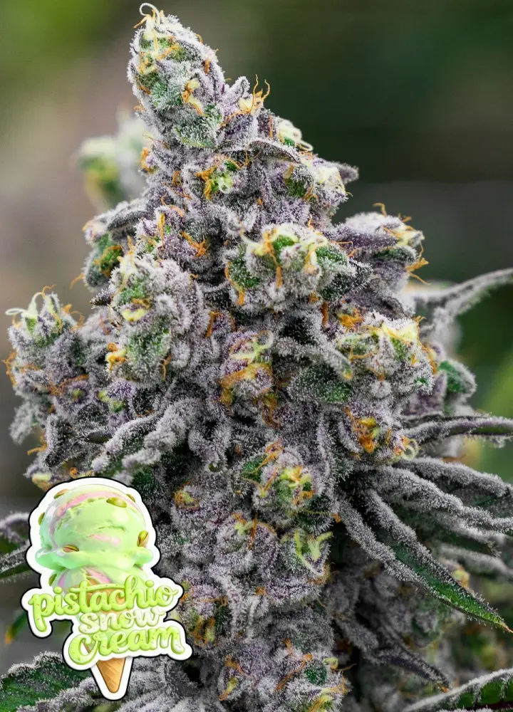 PISTACHIO SNOW CREAM ANESIA SEEDS