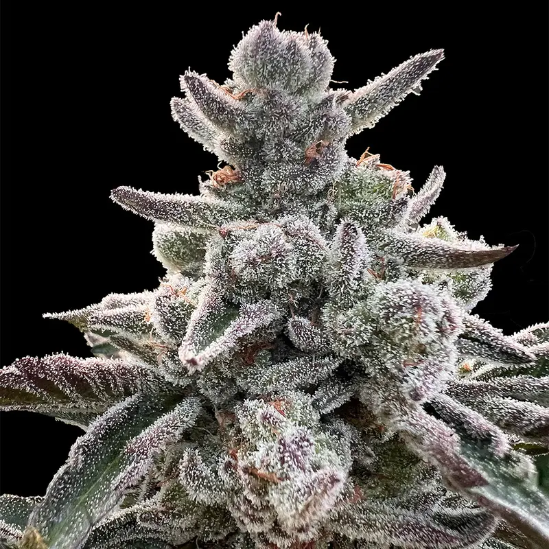 POLAR GELATO BY SHERBINSKIS SILENT SEEDS