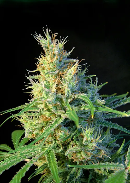 PSICODELICIA® SWEET SEEDS FEM