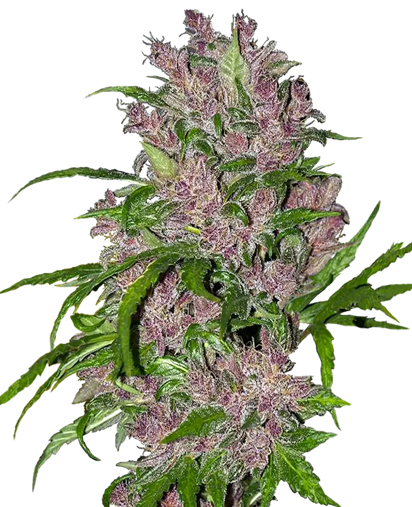 PURPLE BUD AUTOMATIC 3 Semi FEM WHITE LABEL