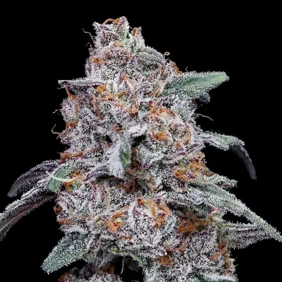 PURPLE PEOPLE EATER AUTO DNA GENETICS