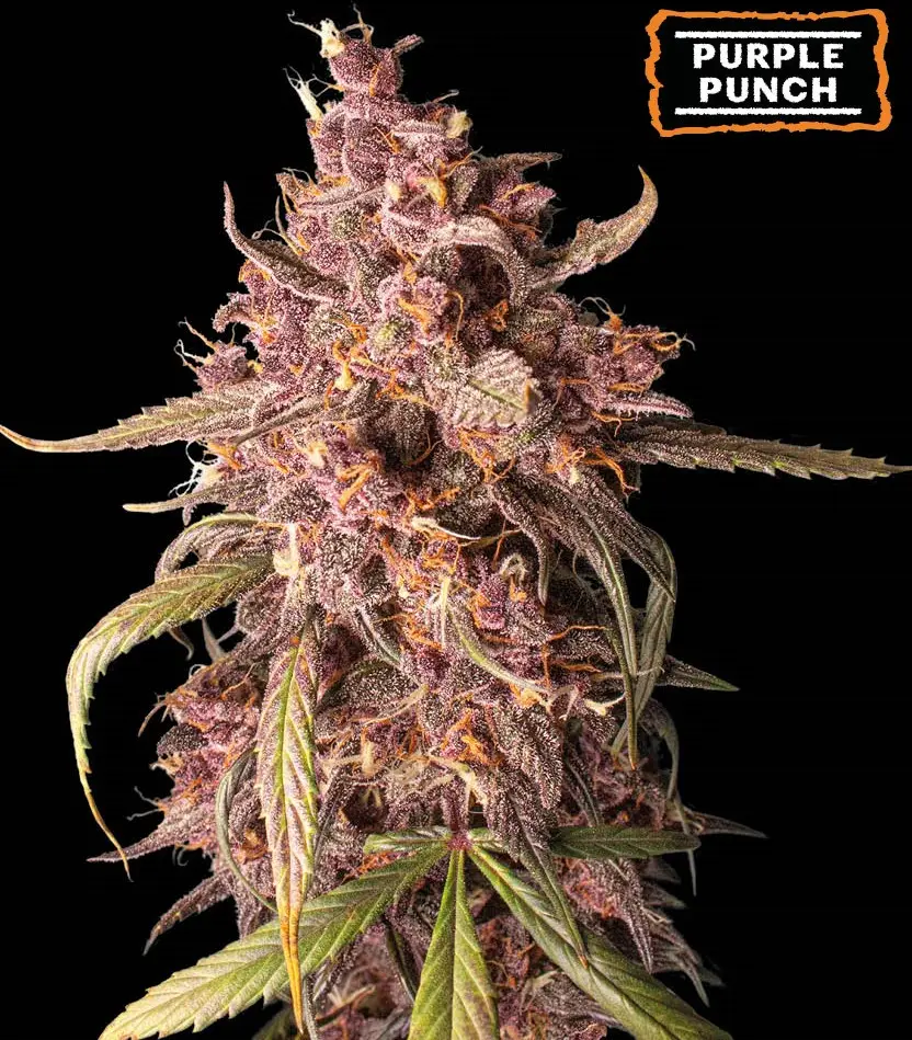 PURPLE PUNCH AUTO SEEDSTOCKERS