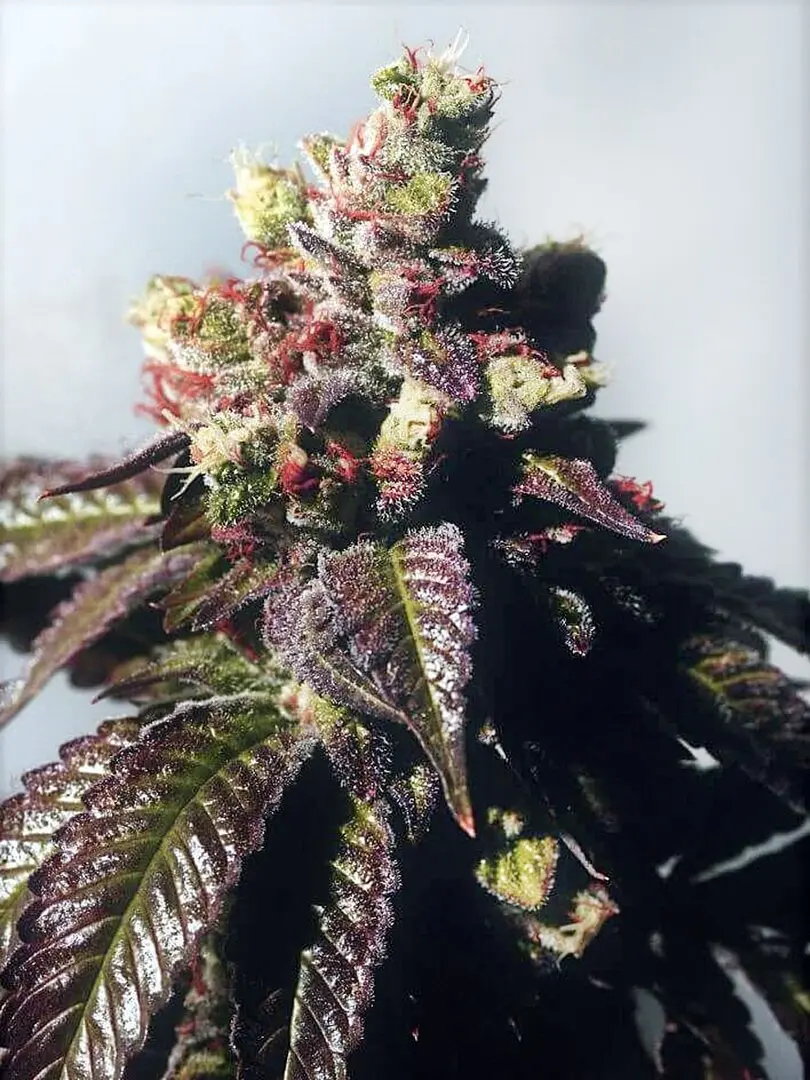 PASSION BERRY THE CALI CONNECTION FEM