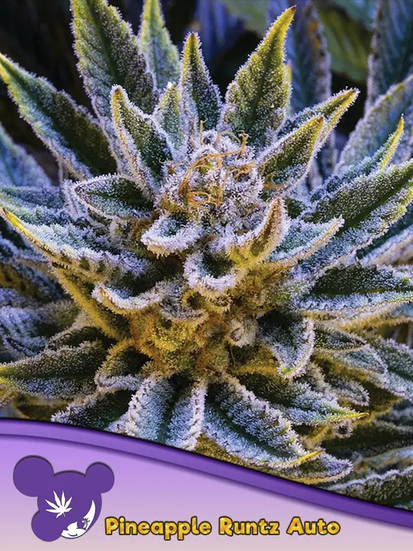 PINEAPPLE RUNTZ AUTO ANESIA SEEDS