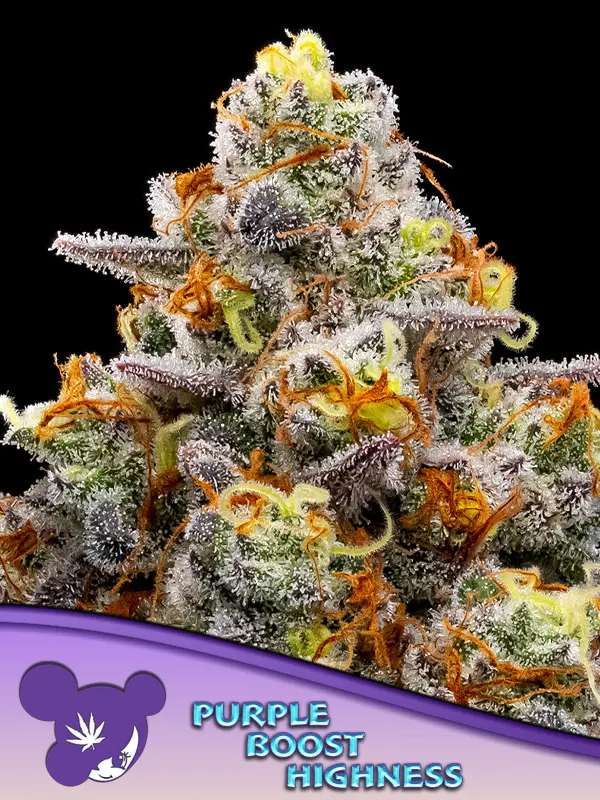 PURPLE BOOST HIGHNESS ANESIA SEEDS