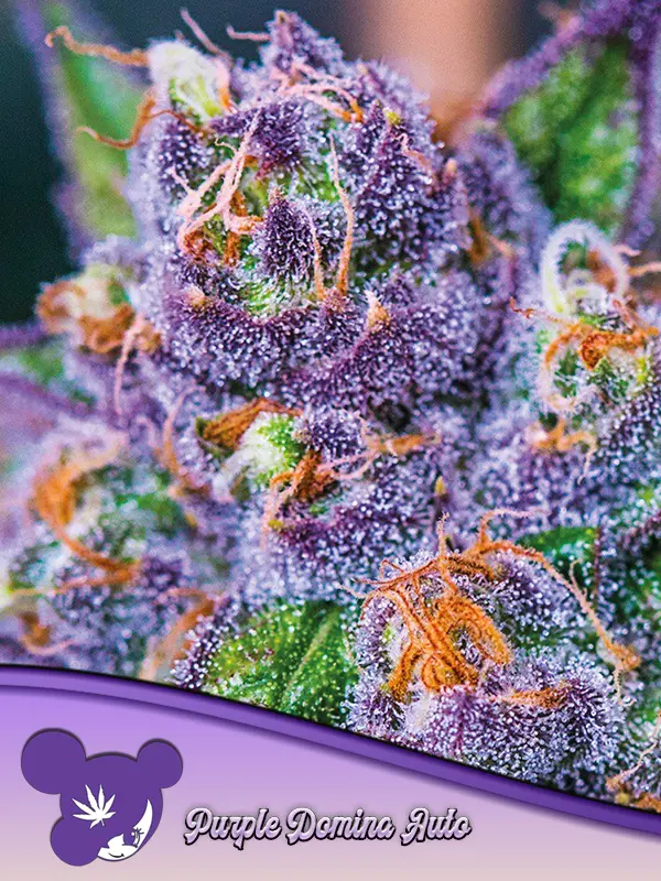 PURPLE DOMINA AUTO ANESIA SEEDS