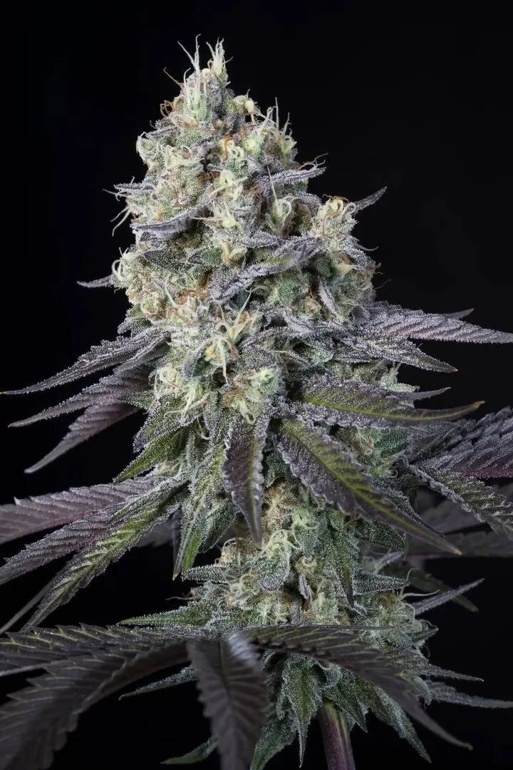 PURPLE MINTS PARADISE SEEDS FEM