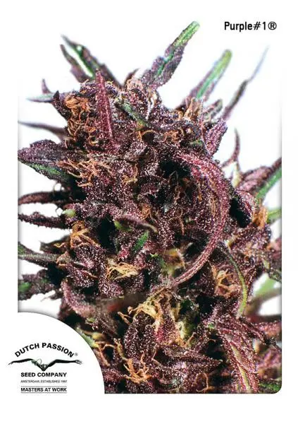 PURPLE#1 ® DUTCH PASSION REG