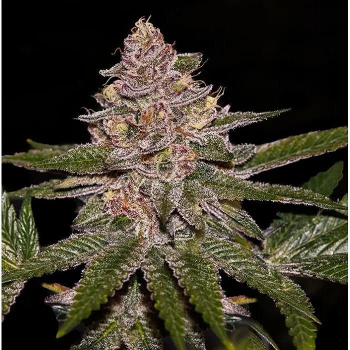 RADICAL JUICE FEM RIPPER SEEDS